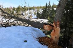 Der Biber ist an der Reschbachklause wieder heimisch geworden, davon zeugen zahlreiche Spuren. (Foto: Florian Porst/Nationalpark Bayerischer Wald)