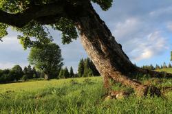 Der Ruckowitzschachten unterhalb des Großen Falkensteins ist das Ziel der geführten Wanderung am Samstag. Foto: Karl Klostermann/Nationalpark Bayerischer Wald