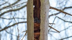 Habichtskäuze finden in der Waldwildnis des Nationalparks immer häufiger natürliche Brutgelegenheiten. Infos dazu gibt es bei der Führung am 21. Mai. (Foto: Wolfgang Lorenz / Nationalpark Bayerischer Wald)