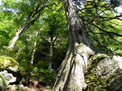 Die wilde Natur im Höllbachgespreng kann ab Freitag, 20. Mai, wieder erlebt werden. Die Sperrung des Wanderweges ist ab dann aufgehoben. (Foto: Nationalpark Bayerischer Wald) 