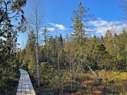 Eine leichte Wanderung zum Klosterfilz gibt’s am Freitag, 27. Mai. (Foto: Nationalpark Bayerischer Wald)