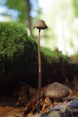 Spannende Details über Pilze gibt’s bei einer Führung am Samstag, 28. Mai. (Foto: Jolie Organista/Nationalpark Bayerischer Wald)