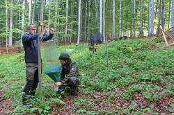 Naturschutz-Mitarbeiter Jens Schlüter (links) und EU-Ranger Nico Daume Installieren auf einer der Forschungsflächen im Nationalpark Bayerischer Wald eine Flugfensterfalle. (Foto: Nationalpark Bayerischer Wald)