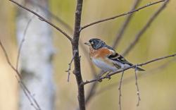 Anhand der Gesänge die heimische Vogelwelt kennenlernen: Das können die Teilnehmer einer Wanderung am 11. Juni. (Foto: Christoph Moning)