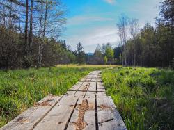 Imposante Moorkomplexe gibt es rund um St. Oswald und Riedlhütte zu bestaunen. (Foto: Nationalpark Bayerischer Wald)