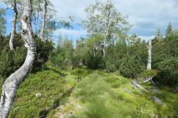 Vorbei am Finsterauer Filz führt die Wanderung am Sonntag, 19. Juni. (Foto: Karl Klostermann/Nationalpark Bayerischer Wald)