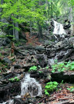 Das Höllbachgespreng zählt zu einem der letzten Urwaldrelikte Mitteleuropas. (Foto: Nationalpark Bayerischer Wald)