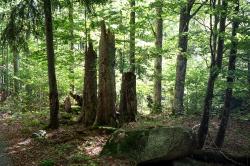 Naturschutz und unberührte Wildnis sind Themen der Wanderung mit Nationalpark-Försterin Silvia Pflug am Samstag, 2. Juli. (Foto: Markus Bolliger)