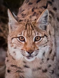 Wissenswertes zum Luchs gibt’s bei einer Wanderung mit Nationalpark-Mitarbeiter Achim Klein am Samstag, 9. Juni. (Foto: Andreas Rückerl)