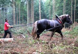 Rückepferd „Bubi“ unterstützt das Borkenkäfermanagement in der Randzone des Nationalparks. Der fünf Jahre alte Deckhengst und sein Besitzer Siegfried Stangl sind trotz weniger Einsätze schon ein eingespieltes Team. (Foto: NPV Bayerischer Wald)