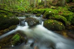 Eine meditative Wanderung am Bach entlang gibt’s am Montag, 18. Juli. (Foto: Philipp Seyfried /Nationalpark Bayerischer Wald)