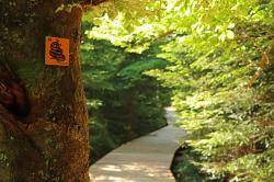 Am Sonntag, 24. Juli, wird gemütlich durch den Großen Filz gewandert. (Foto: Nationalpark Bayerischer Wald)