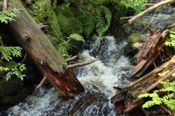 Wilde Natur bestaunen können die Teilnehmer der Wanderung am 31. Juli. (Foto: Nationalpark Bayerischer Wald ­  –  Freigabe nur in Verbindung mit dem Veranstaltungshinweis)