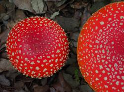 Jeder, der einen Fliegenpilz (Amanita muscaria) findet, kann diesen im Rahmen der Glückspilz-Aktion fotografieren und auf pilzgucker.de melden. (Foto: Peter Karasch /Nationalpark Bayerischer Wald)