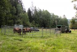 Von den saftigen Weiden bei Kreuzstraßl ging es für das Rote Höhenvieh auf den größten Schachten im Nationalpark, den Ruckowitzschachten. (Foto: Nationalparkverwaltung Bayerischer Wald)