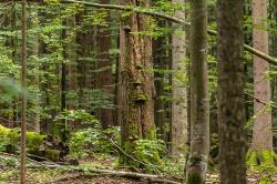 Durch wilde Wälder führt die Wandertour vom 25. Bis 28. August. (Foto: Annabell Gsödl/Nationalpark Bayerischer Wald). Pressefoto/s unter www.nationalpark-bayerischer-wald.bayern.de/aktuelles/. Freigabe nur in Verbindung mit der Pressemitteilung.