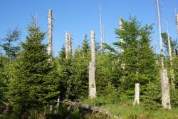 Den Wandel der Wälder eindrücklich erleben können die Teilnehmer der Wanderung am 14. August. (Foto: Nationalpark Bayerischer Wald)