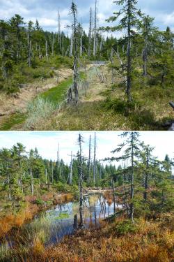 Erfolge bei der Renaturierung zeigt dieses Vorher-Nachher-Bild vom Tieffilz im Lusengebiet. (Fotos: Claudia Schmidt/Nationalpark Bayerischer Wald)