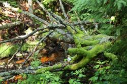 Wilde Natur entdecken können alle Interessierten bei einer Wanderung am Samstag, 20. August. (Foto: Nationalpark Bayerischer Wald)