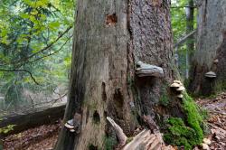 Durch die Wälder entlang der deutsch-tschechischen Grenze führt die Wanderung am 3. September. (Foto: Markus Bolliger)