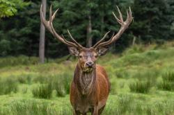 Bei der mehrtägigen Wanderung können die Teilnehmer die Hirschbrunft hautnah erleben. (Foto: Annabell Gsödl)