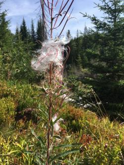 NaturZeit für die Seele“ lautet das Motto der leichten Wanderung um 7. September. (Foto: Nationalpark Bayerischer Wald9