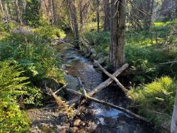 An der Deffernik entlang führt die Wanderung aus der Reihe „Nationalpark exklusiv“ am Samstag, 10. September. (Foto: Nationalpark Bayerischer Wald)