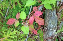 Die beginnende Herbstfärbung kann bei der Wanderung am Sonntag, 11. September, beobachtet werden. (Foto: Nationalpark Bayerischer Wald)