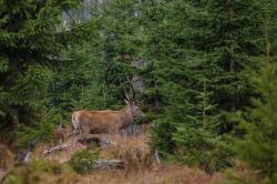 Der Rothirsch sorgt im Herbst oft für ganz besondere Klänge im Nationalpark-Wald. (Foto: Lukas Haselberger/Nationalpark Bayerischer Wald)