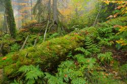 Abgestorbene Baumriesen, über und über mit Moos und Farnen bewachsen, können die Teilnehmer der Wanderung durchs Höllbachgespreng bestaunen. (Foto: Thomas Michler)