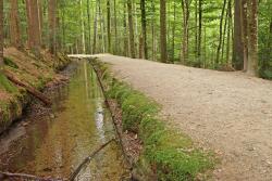 Am Schwellgraben entlang zum Hans-Watzlik-Hain wandert die Gruppe der geführten Bike und Hike Tour am Sonntag, 25. September. (Foto: Nationalpark Bayerischer Wald)