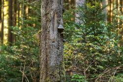 Die Natur in Verbindung mit besinnlichen Elementen erleben, können die Teilnehmer der Führung am 23. September.  (Foto: Annabell Gsödl))