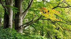 Buchenwälder sind das Thema der Führung aus der Reihe „Nationalpark exklusiv“ am 22. Oktober. (Foto: Markus Bolliger)