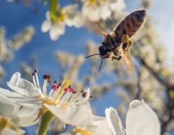 Mit dem Film „Ziemlich wilde Bienen“ von Jan Haft werden die NaturVision Filmtage eröffnet. (Foto: NaturVision)
