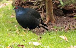 Durch faszinierende Lebensräume in denen sich unter anderem das Birkhuhn wieder ansiedelte führt die Wanderung am Sonntag, 23. Oktober. (Foto: Nationalpark Bayerischer Wald)