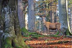 Die Rothirsche im Nationalparkzentrum Lusen haben nun wieder ihr komplettes Gehege zur Verfügung.