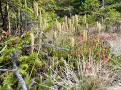 Der Nationalpark Bayerischer Wald zählt deutschlandweit zu den wichtigsten Wuchsgebieten für Bärlappgewächse, wie den Keulen Bärlapp. (Foto: Nationalpark Bayerischer Wald)