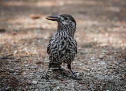 Der Tannenhäher vergräbt die Samen der Kiefer und trägt damit zur Ausbreitung des Baumes bei. (Foto: Eike Lena Neuschulz)