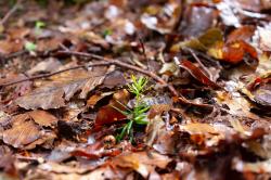 Schutz und Ökologie der Eibe ist Thema der Führung am Samstag, 29. Oktober.  (Foto: Nationalpark Bayerischer Wald)