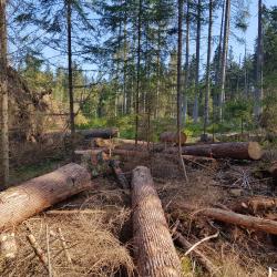 Im Rahmen des Projekts zur Förderung der Biodiversität wurden am Schmalzbach gefällte Fichten gestreift. Dadurch wird der Borkenkäfer unschädlich gemacht und das Totholz fördert die Artenvielfalt. (Foto: Nationalpark Bayerischer Wald)