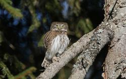 Die verschiedenen Tierarten und ihre Lebensräume sind Thema der Führung am Samstag, 5. November. (Foto: Christoph Moning)