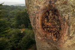 Der Nationalpark beleuchtet in seiner Vortragsreihe wildlebende Honigbienen im Wald. (Foto: Ingo Arndt)