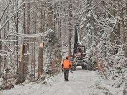 Aktuell laufen rund um Zwieslerwaldhaus Verkehrssicherungsmaßnahmen. (Foto: Nationalpark Bayerischer Wald)