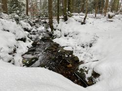 Das Lebenselixier Wasser ist Thema der Wanderung am 31. Dezember. (Foto: Nationalpark Bayerischer Wald) ­