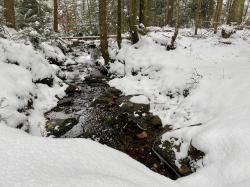 Das Lebenselixier Wasser ist Thema der Wanderung am 31. Dezember. (Foto: Nationalpark Bayerischer Wald) 