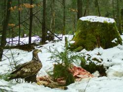Aas zieht auch seltene Arten an. Im Nationalpark Bayerischer Wald kam zu einem ausgelegten Rotwildkadaver ein Seeadler. (Foto: Nationalpark Bayerischer Wald)