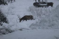 Viele Informationen über Rothirsche gibt’s bei der Führung mit Michael Penn, Berufsjäger des Nationalparks, am 7. Januar. (Foto: Nationalpark Bayerischer Wald)