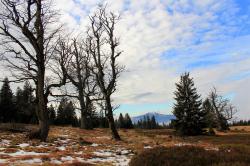Auf den Ruckwitzschachten führt die Wanderung aus der Reihe „Nationalpark exklusiv“ am Samstag, 14. Januar. (Foto: Nationalpark Bayerischer Wald)