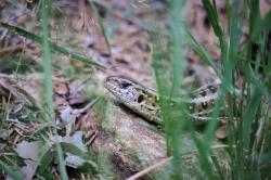 Menschliche Einflüsse auf die Umwelt können die Ausbreitung von Infektionskrankheiten auch bei wildlebenden Reptilien beeinflussen, wir zum Beispiel bei der Zauneidechse. (Foto: Thomas Drexler/Nationalpark Bayerischer Wald)