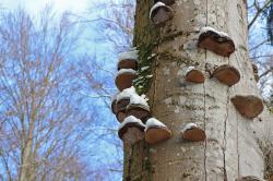 Durch typische Waldgesellschaften führt der Weg zum Jährlingsschachten. (Foto: Nationalpark Bayerischer Wald)